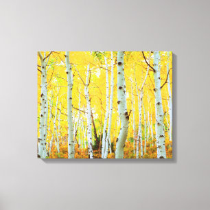 Fall colours of Aspen trees 1 Canvas Print