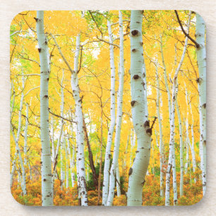 Fall colours of Aspen trees 1 Coaster
