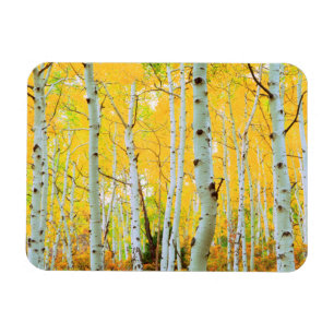 Fall colours of Aspen trees 1 Magnet