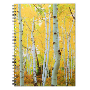 Fall colours of Aspen trees 1 Notebook