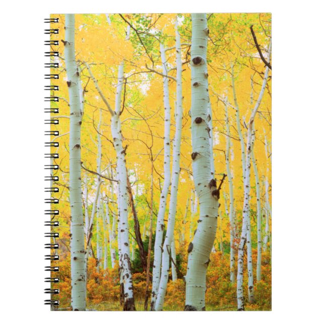 Fall colours of Aspen trees 1 Notebook (Front)