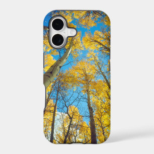 Fall colours of Aspen trees 2