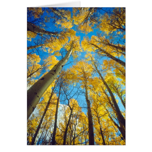 Fall colours of Aspen trees 2 (Front)