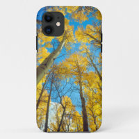 Fall colours of Aspen trees 2