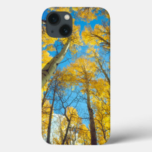 Fall colours of Aspen trees 2 iPhone 13 Case