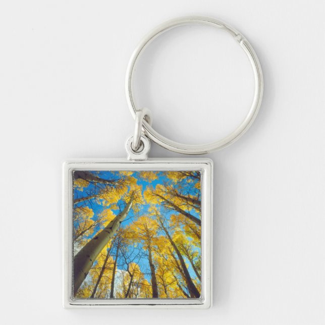 Fall colours of Aspen trees 2 Key Ring (Front)