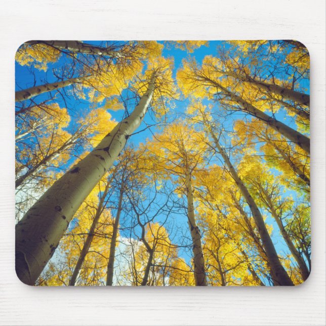 Fall colours of Aspen trees 2 Mouse Pad (Front)