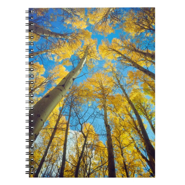 Fall colours of Aspen trees 2 Spiral Notebook (Front)