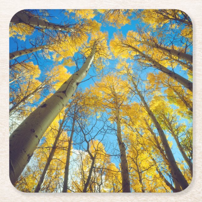 Fall colours of Aspen trees 2 Square Paper Coaster (Front)