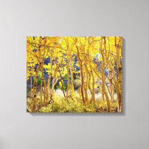 Fall colours of Aspen trees 3 Canvas Print