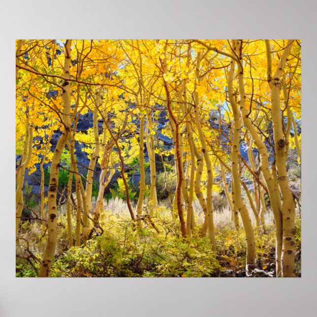 Fall colours of Aspen trees 3 Poster (Front)