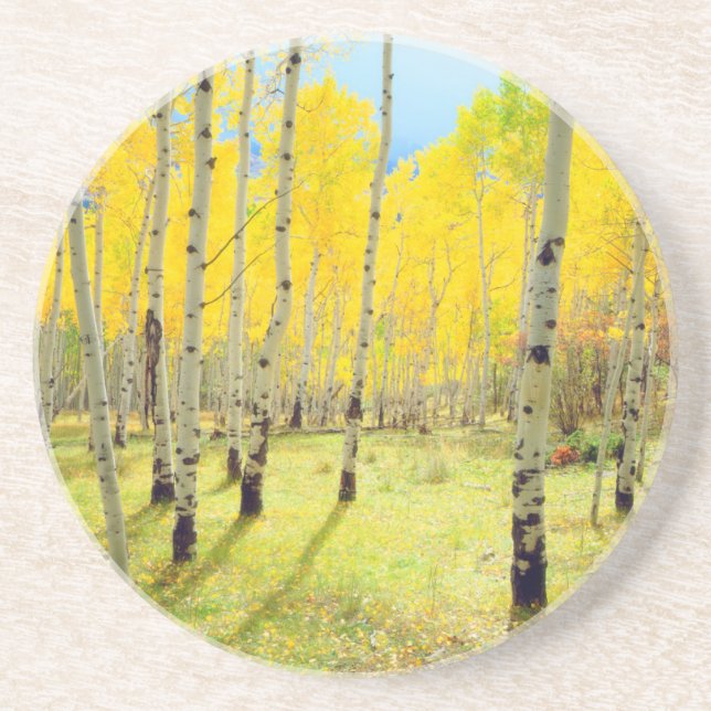 Fall colours of Aspen trees 4 Coaster (Front)