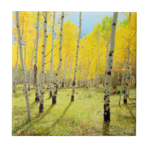 Fall colours of Aspen trees 4 Tile