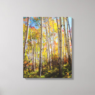 Fall colours of Aspen trees 5 Canvas Print