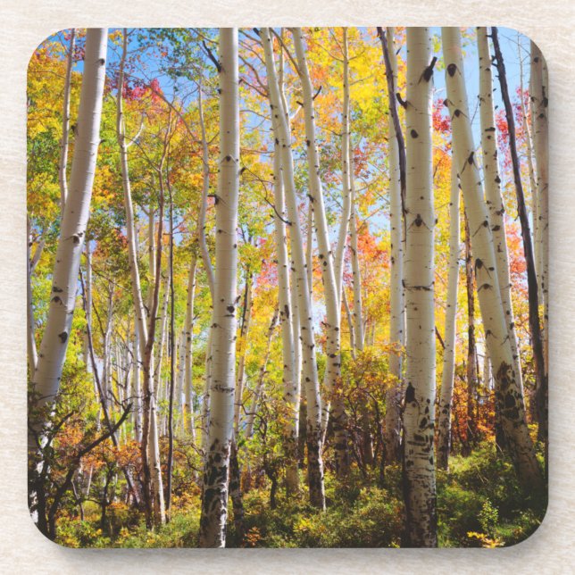 Fall colours of Aspen trees 5 Coaster (Front)