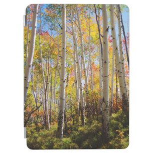 Fall colours of Aspen trees 5 iPad Air Cover