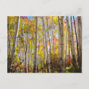 Fall colours of Aspen trees 5 Postcard
