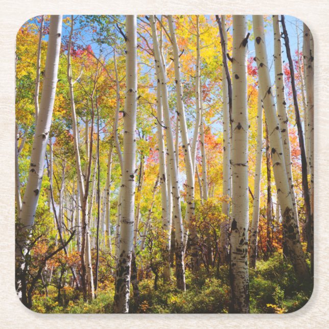 Fall colours of Aspen trees 5 Square Paper Coaster (Front)