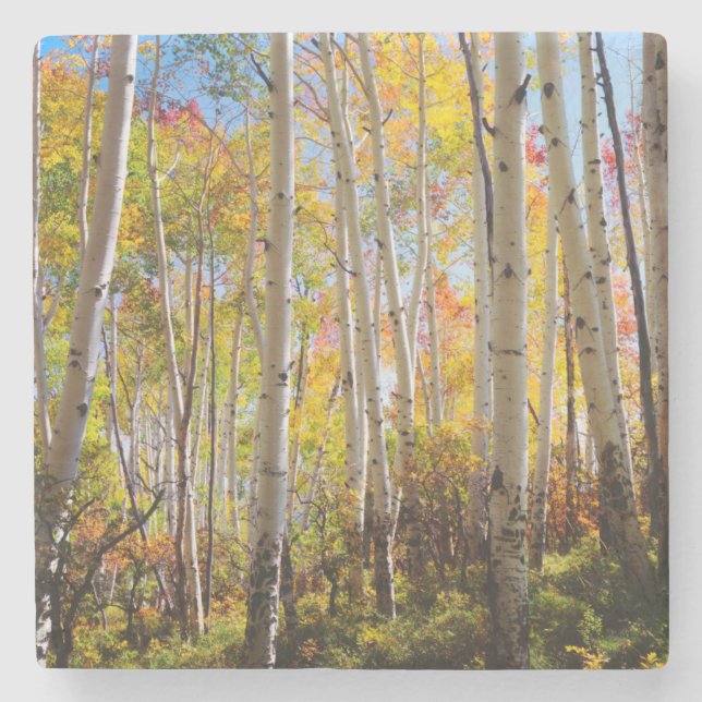 Fall colours of Aspen trees 5 Stone Coaster (Front)