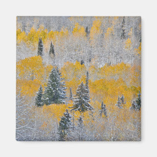 Fall Colours of Aspens & Fresh Snow Keebler Pass Magnet