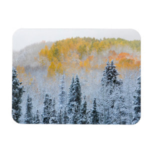 Fall Colours of Aspens & Fresh Snow Keebler Pass Magnet