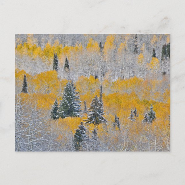 Fall Colours of Aspens & Fresh Snow Keebler Pass Postcard (Front)