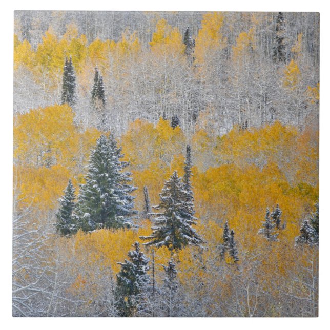 Fall Colours of Aspens & Fresh Snow Keebler Pass Tile (Front)