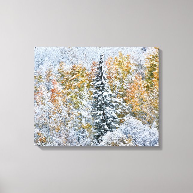 Fall Colours of Aspens & Snow Keebler Pass Canvas Print (Front)