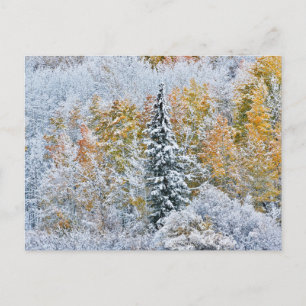 Fall Colours of Aspens & Snow Keebler Pass Postcard