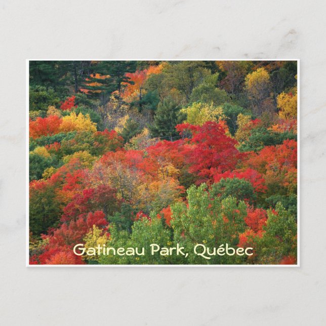 Fall Colours Postcard (Front)