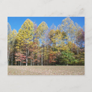 Fall Colours Postcard