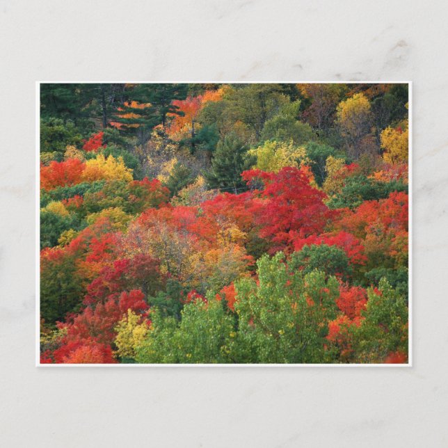 Fall Colours Postcard (Front)