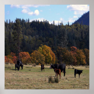 Fall colours with the herd... poster