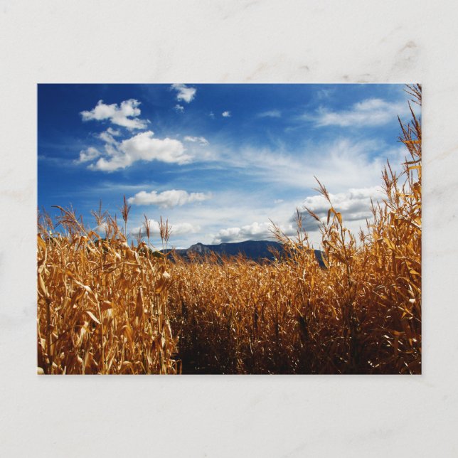 Fall Corn Fields Postcard (Front)