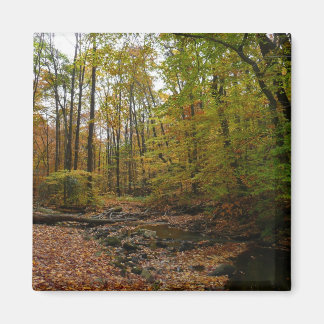 Fall Creek at Laurel Hill State Park Magnet