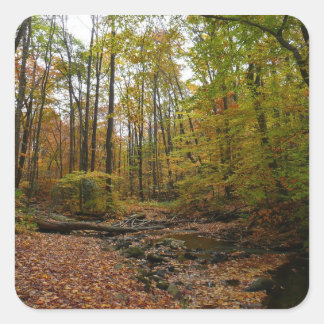 Fall Creek at Laurel Hill State Park Pennsylvania Square Sticker