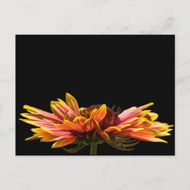 Fall Daisy Flower Postcard (Front)