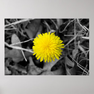 Fall Dandelion poster