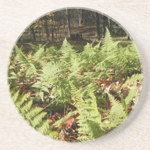 Fall Ferns Coaster