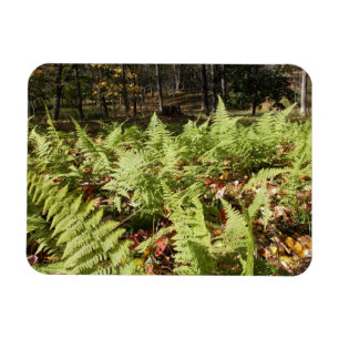 Fall Ferns Magnet