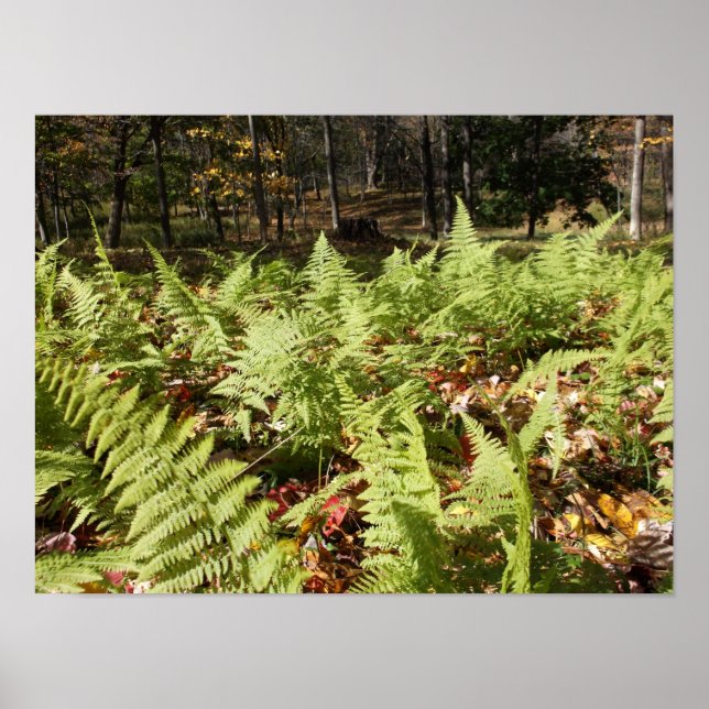Fall Ferns Poster (Front)