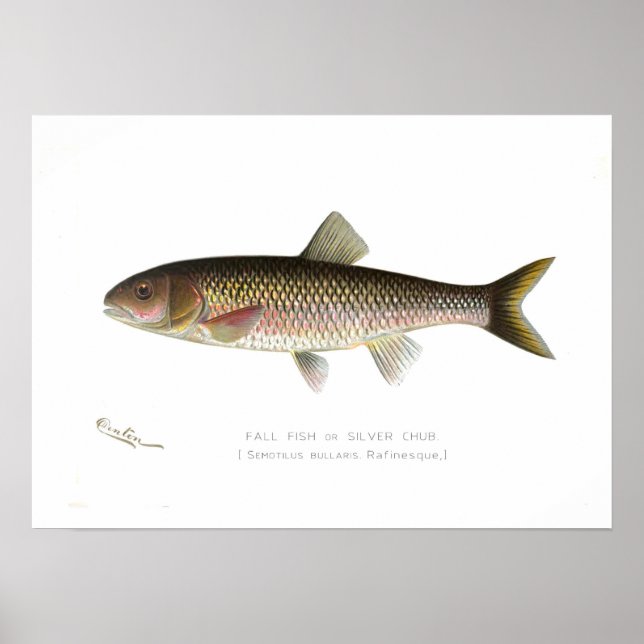 Fall Fish or Silver Chub Poster (Front)