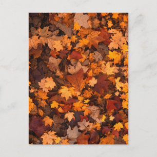 fall-foliage-111315 FALL AUTUMN LEAVES COLORS BACK Postcard