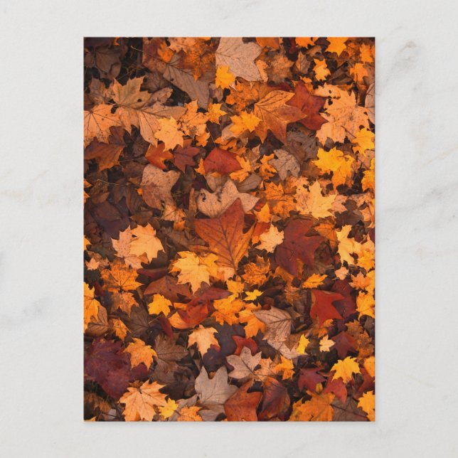 fall-foliage-111315 FALL AUTUMN LEAVES COLORS BACK Postcard (Front)