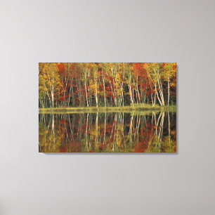 Fall Foliage and Birch Reflections; Hiawatha Canvas Print
