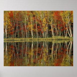 Fall Foliage and Birch Reflections; Hiawatha Poster