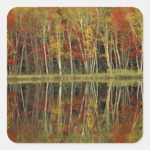 Fall Foliage and Birch Reflections; Hiawatha Square Sticker