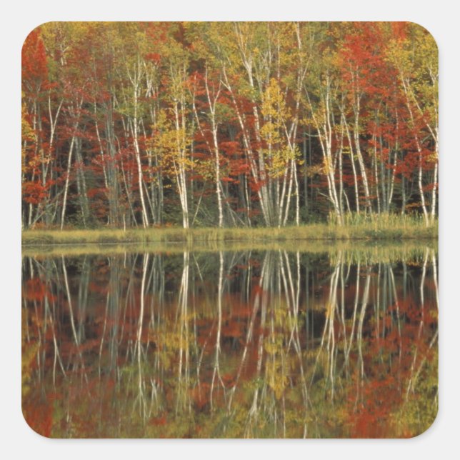 Fall Foliage and Birch Reflections; Hiawatha Square Sticker (Front)
