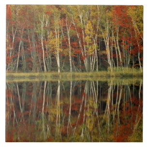 Fall Foliage and Birch Reflections; Hiawatha Tile