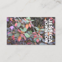Fall Foliage Autumn Leaves Nature Tree Photography